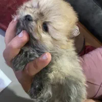 توله پامرانین|سگ|فردیس, فردیس|دیوار