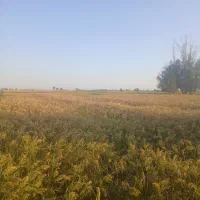 ارزن ش وخرید نقدی|خوردنی و آشامیدنی|رودشت (اصفهان), |دیوار