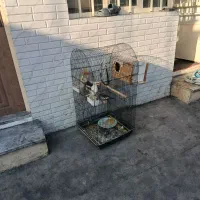 عروس هلندی نرماده با2تا جوجه