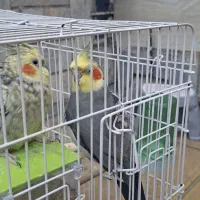 عروس هلندی