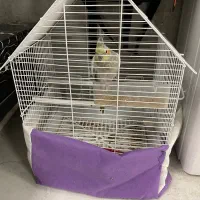 عروس هلندی با قفس و وسایل و کیف بیرون بردن عروس|پرنده|تبریز, |دیوار