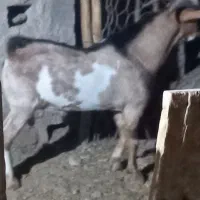 نری سرمست پچی|حیوانات مزرعه|بندرعباس, |دیوار