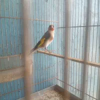 سهره مست بخون