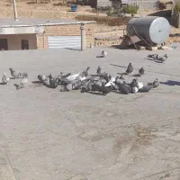 ۴۰تا کبوتر بدرد بخور|پرنده|بابا حیدر, |دیوار