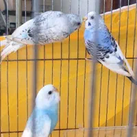 پرنده|پرنده|قائم‌شهر, |دیوار