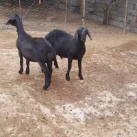 گوسفند همو و هترو قره قزل