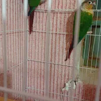 جفت گرینچیک|پرنده|اردکان, |دیوار