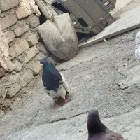 نر کله ای آنتیک با نر سرته