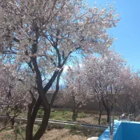 خانه باغ بزرگ باقیمت خوب باسند آب|فروش خانه و ویلا|تفت, |دیوار