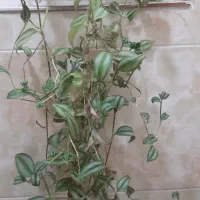 گل برگ بیدی رایگان
