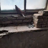 فروش ۴تا جوجه  کبوتر|پرنده|مشهد, امام خمینی|دیوار