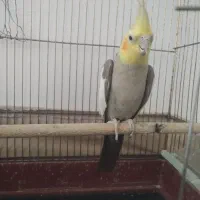 عروس هلندی|پرنده|فرح دشت, |دیوار