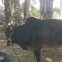 گاو نر فروشی