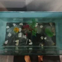 فروش ماهی واکواریوم