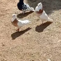 پنجاه تا کفتر رنگی خونگی طوقی، کله،نوک قنار،سینه،