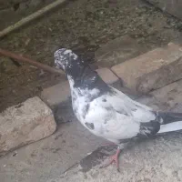 کفتر