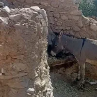 دوعدد الاغ سالم فروشی|حیوانات مزرعه|مشهد, طبرسی شمالی|دیوار