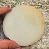 ابر اسکاچ آفتاب گردان گرد