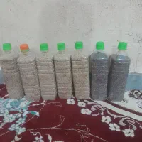 بذز کشاورزی|گل و گیاه طبیعی|کوهدشت, |دیوار