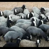 درجه یک ترین نژاد shal،طلای 24 عیار