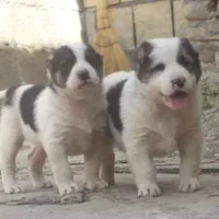 توله سگ الابای نرو ماده زیر فی نگهبان گله ای محافظ