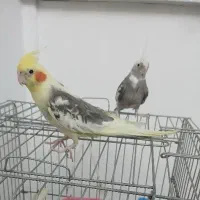 عروس هلندی دوعدد با قفس و لوازم