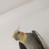 جفت عروس هلندی اهلی