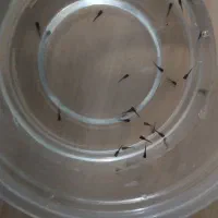 گوپی بچه