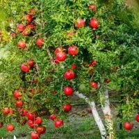 پیش فروش نهال انار خزربردکسن لیبل دار|خدمات باغبانی و درختکاری|باینگان, |دیوار