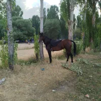 مادیان 5 ساله