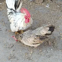 یک جفت مرغ و خروس جاپنیز زیبا و ریز جثه