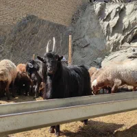 چپش دوبور بز بزغاله قوچ میش بره