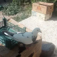 کبوتر  زیبا وسالم رنگ جشن هاشم فرق داره|پرنده|کنار تخته و کمار, |دیوار