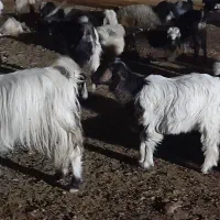 بزودی تیشتر