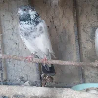 کبوتر کله دم سبز