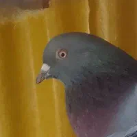 کبوتر|پرنده|بروجن, |دیوار