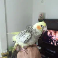 عروس هلندی دستی|پرنده|شهریار, شهرک مصطفی خمینی|دیوار