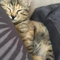 واگذاری رایگان