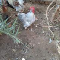 مرغ و خروس زینتی|حیوانات مزرعه|یزد, |دیوار