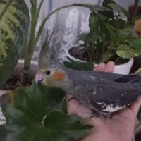 عروس هلندی|پرنده|قم, لسانی|دیوار