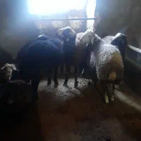 گوسفند بره نر