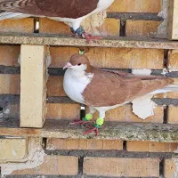 نر سید زرد|پرنده|شوشتر, |دیوار