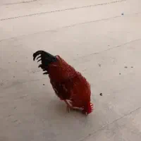 خروس بزرگ چاق و چله برای قربانی کردن|حیوانات مزرعه|قم, قلعه کامکار|دیوار