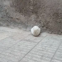 خرگوش پشمالو خوشگل|موش و خرگوش|مشهد, اروند|دیوار