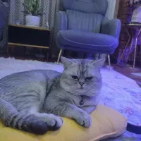 گربه بریتیش نر|گربه|زنجان, |دیوار