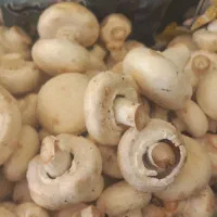 قارچ درجه دو و اسلایس قارچ|خوردنی و آشامیدنی|اصفهان, ابر|دیوار