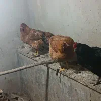 مرغ محلی|حیوانات مزرعه|کنگاور, |دیوار