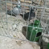 کبوترکشکلک وسروک پرشی و(محل بازدیدبلواراستقلال)|پرنده|اشکذر, |دیوار