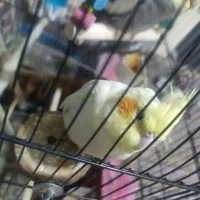 عروس هلندی نر ماده