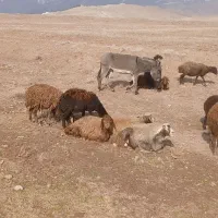 الاغ|حیوانات مزرعه|نیشابور, فضل|دیوار